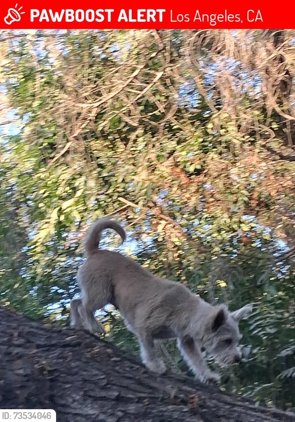 Lost Female Dog last seen Pecho and banning, Los Angeles, CA 90064