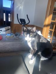 Lost Male Cat last seen Near teakwood dr, Tinley Park, IL 60487