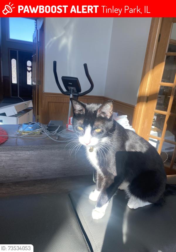 Lost Male Cat last seen Near teakwood dr, Tinley Park, IL 60487