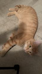 Found/Stray Male Cat last seen North Oaks, Dalton, GA 30721