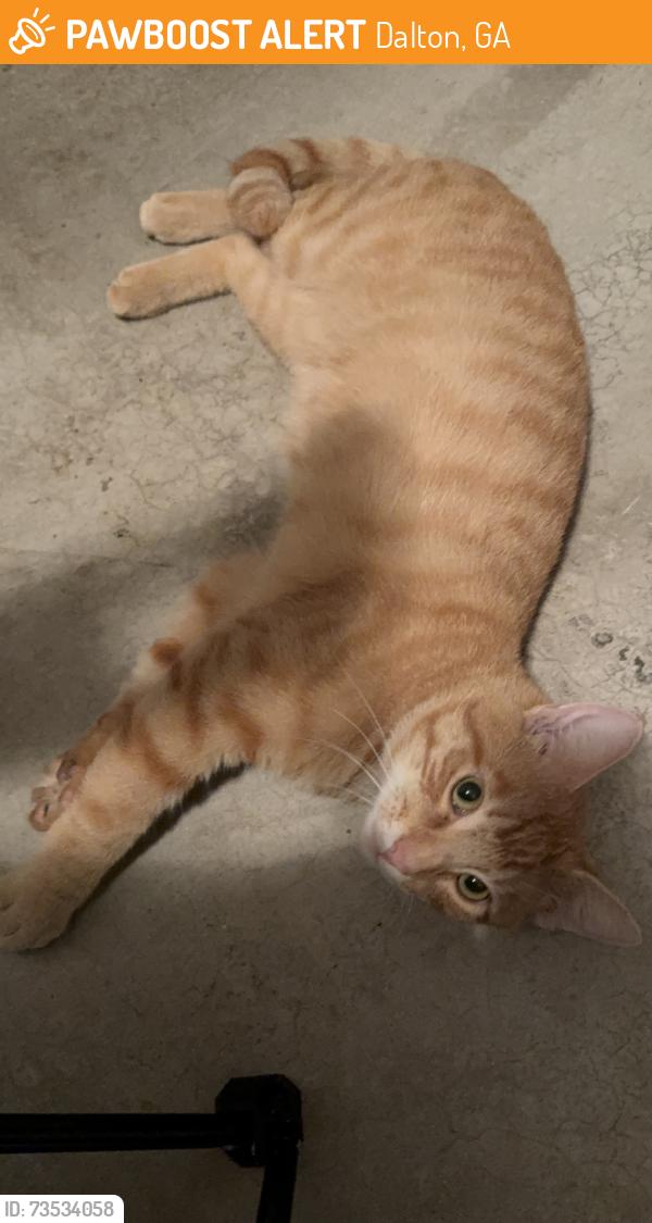 Found/Stray Male Cat last seen North Oaks, Dalton, GA 30721