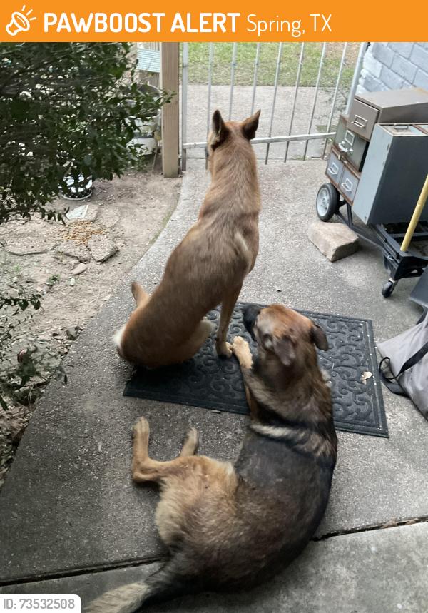 Found/Stray Male Dog last seen Landry, Spring, TX 77379