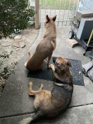 Found/Stray Male Dog last seen Landry, Spring, TX 77379