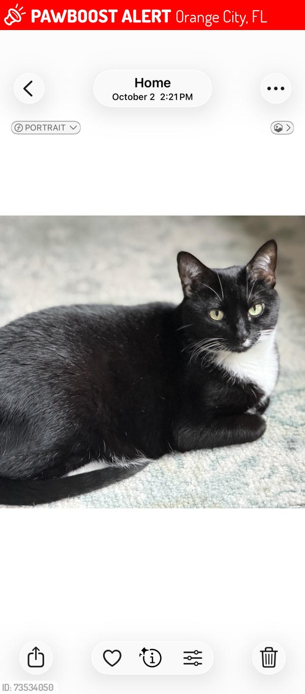 Lost Female Cat last seen Oakwood Ave and Leavitt, Orange City, FL 32763