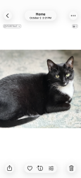 Lost Female Cat last seen Oakwood Ave and Leavitt, Orange City, FL 32763
