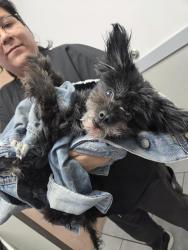 Reunited Female Dog last seen Cheyenne between simmons/rancho, Las Vegas, NV 89128