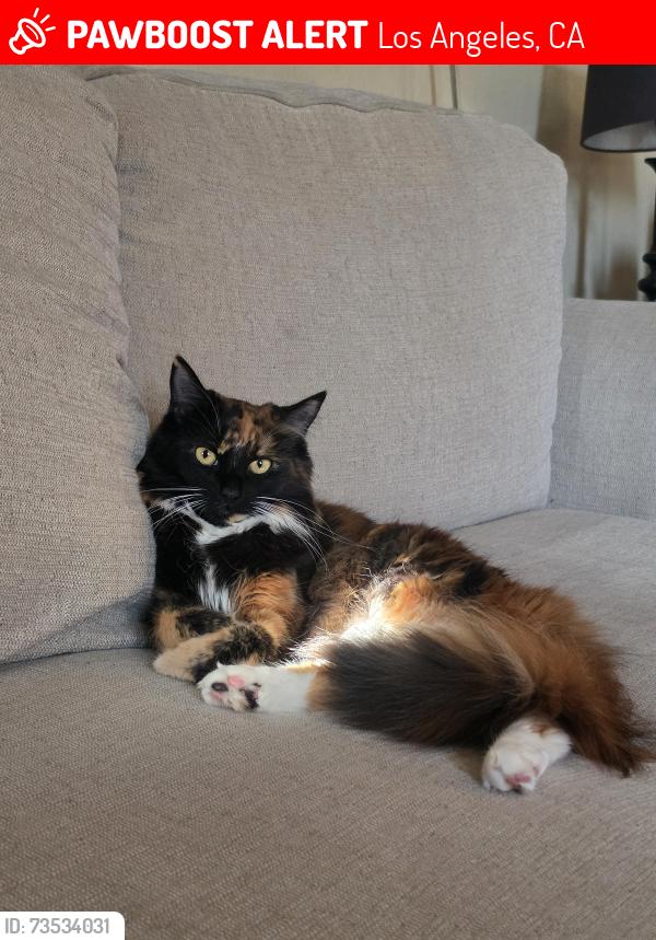 Lost Female Cat last seen 111th and Mariposa Ave, Los Angeles, CA 90044
