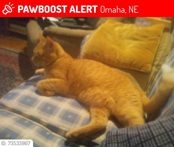 Lost Male Cat last seen 46th Ave. and Grover St, Omaha, NE 68106