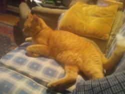 Lost Male Cat last seen 46th Ave. and Grover St, Omaha, NE 68106