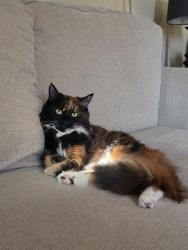 Lost Female Cat last seen 111th and Mariposa Ave, Los Angeles, CA 90044