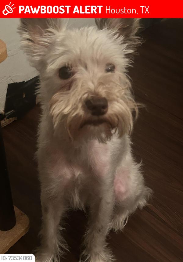 Lost Female Dog last seen Dairy Brook Dr, Houston, TX 77099