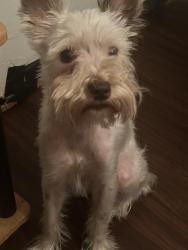 Lost Female Dog last seen Dairy Brook Dr, Houston, TX 77099