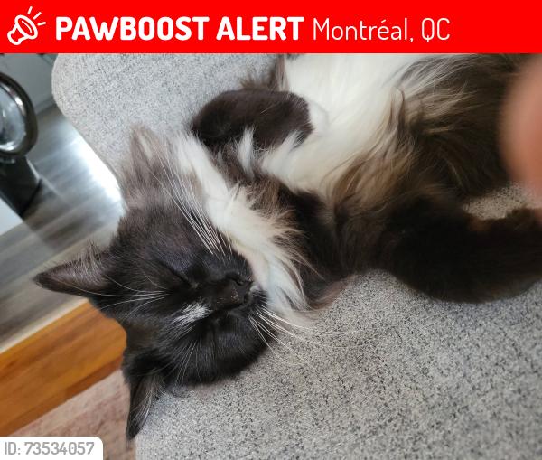 Lost Female Cat last seen Beaubien, 1re avenue, Montréal, QC 