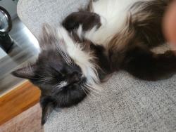 Lost Female Cat last seen Beaubien, 1re avenue, Montréal, QC 