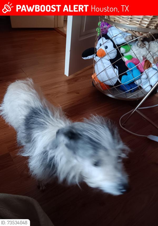 Lost Female Dog last seen Wilderness hills dr, Timberland trce, Houston, TX 77065