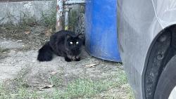 Found/Stray Unknown Cat last seen S Raymond Ave, Los Angeles, CA 90037