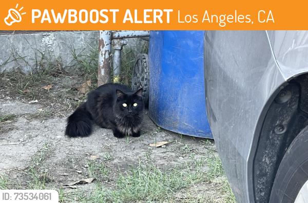Found/Stray Unknown Cat last seen S Raymond Ave, Los Angeles, CA 90037