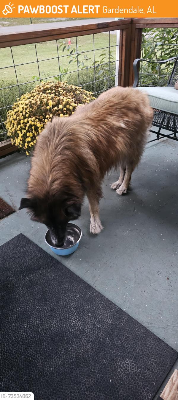 Found/Stray Unknown Dog last seen Hill.Park Drive Gardendale al, Gardendale, AL 35071