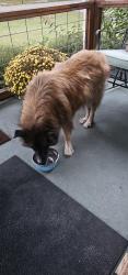 Found/Stray Unknown Dog last seen Hill.Park Drive Gardendale al, Gardendale, AL 35071