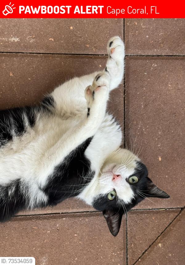 Lost Male Cat last seen off Cornwallis, Cape Coral, FL 33904