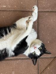 Lost Male Cat last seen off Cornwallis, Cape Coral, FL 33904