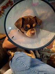 Reunited Male Dog last seen Williams rd, San Benito, TX 78586
