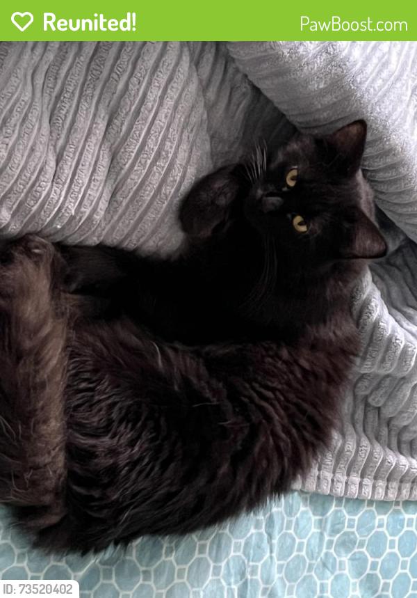 Reunited Male Cat last seen 40th and Portland, Minneapolis, MN 55407