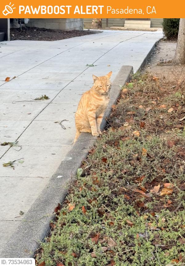 Found/Stray Unknown Cat last seen South Chester Ave and Cordova or S Chester Ave and Green St, Pasadena, CA 91106