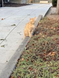 Found/Stray Unknown Cat last seen South Chester Ave and Cordova or S Chester Ave and Green St, Pasadena, CA 91106