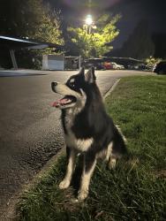 Found/Stray Unknown Dog last seen By E stop 12 Rd, Indianapolis, IN 46227