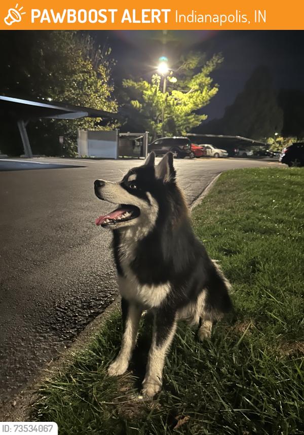 Found/Stray Unknown Dog last seen By E stop 12 Rd, Indianapolis, IN 46227