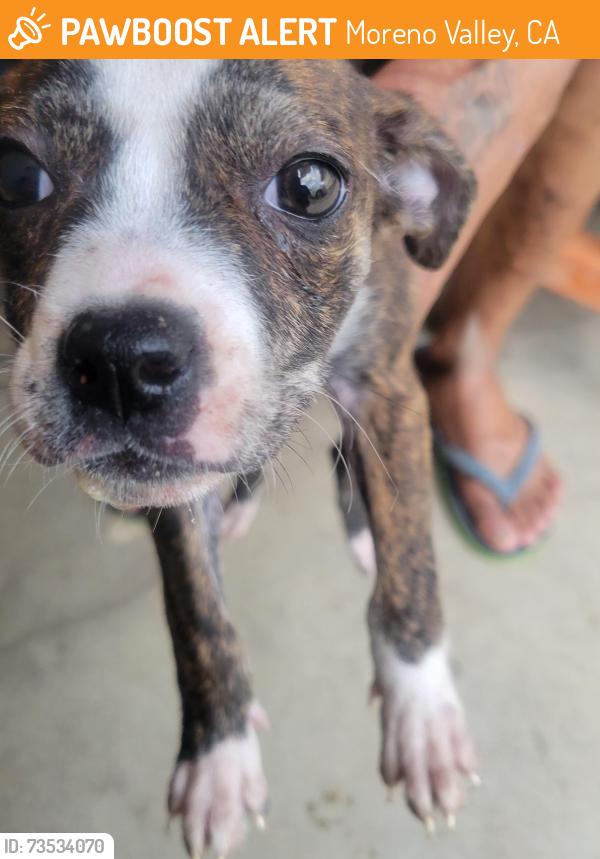 Found/Stray Female Dog last seen Bay and elsworth, Moreno Valley, CA 92553