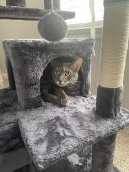 Lost Female Cat last seen On TC Jester between Woodbriar & Aspen Bend, Houston, TX 77068