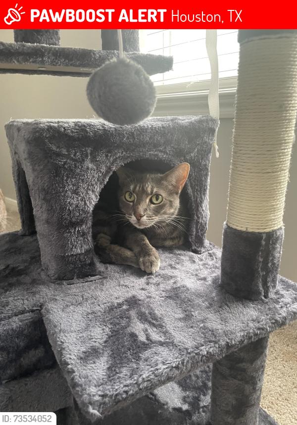 Lost Female Cat last seen On TC Jester between Woodbriar & Aspen Bend, Houston, TX 77068