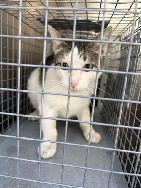 Shelter Stray Unknown Cat last seen Near BLOCK S 1800 W, WEST VALLEY CITY UT 84119, 4522 W 3500 S, West Valley City, UT 84120, USA