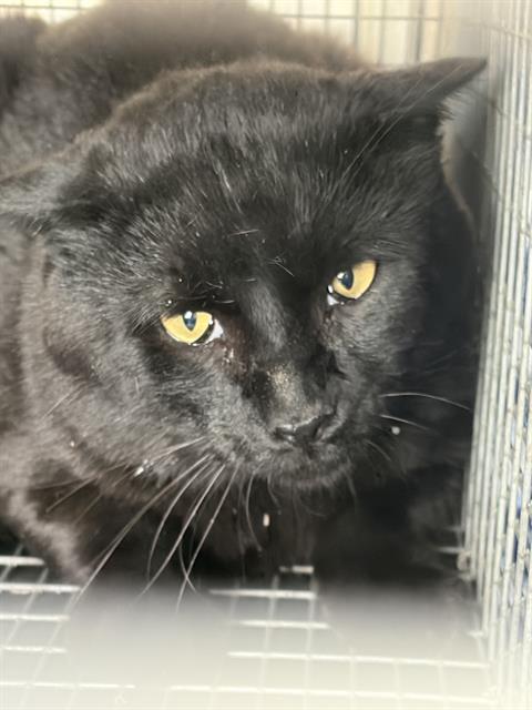 Shelter Stray Unknown Cat last seen Near BLOCK S 1800 W, WEST VALLEY CITY UT 84119, 4522 W 3500 S, West Valley City, UT 84120, USA