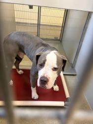 Shelter Stray Unknown Dog last seen Near BLOCK W PAVANT AVE, WEST VALLEY CITY UT 84120, 4522 W 3500 S, West Valley City, UT 84120, USA