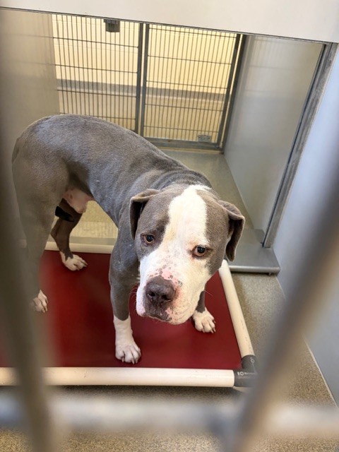 Shelter Stray Unknown Dog last seen Near BLOCK W PAVANT AVE, WEST VALLEY CITY UT 84120, 4522 W 3500 S, West Valley City, UT 84120, USA