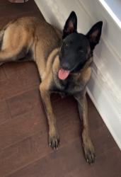 Reunited Female Dog last seen Near Augusta rd Clemson sc 29631, Clemson, SC 29631