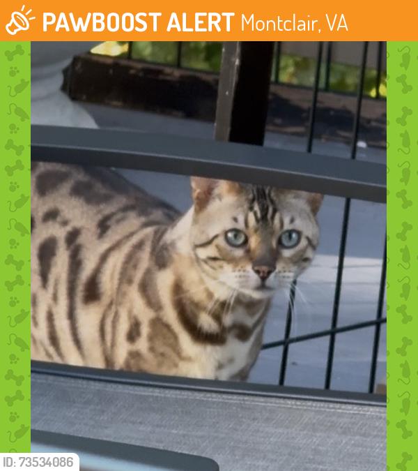 Found/Stray Unknown Cat last seen Ewells Mill ests, Montclair, VA 22193