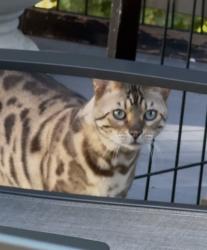 Found/Stray Unknown Cat last seen Ewells Mill ests, Montclair, VA 22193