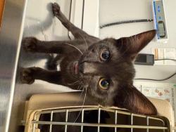Shelter Stray Male Cat last seen Near BLOCK BATTERSBY AVE, ENUMCLAW WA 98022, 21615 64th Ave S, Kent, WA 98032, USA