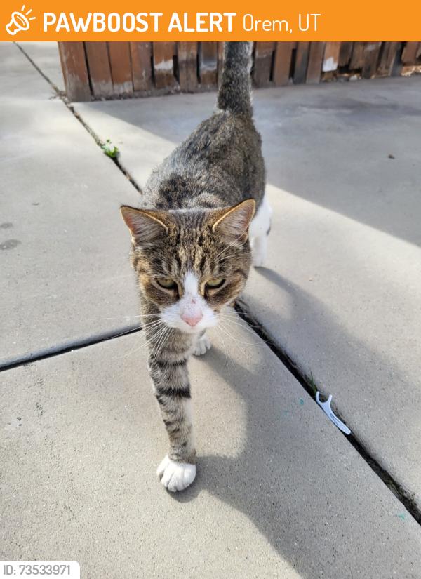 Found/Stray Female Cat last seen Near W 500 N Orem, Utah, near Orem Community hosp, Orem, UT 84057
