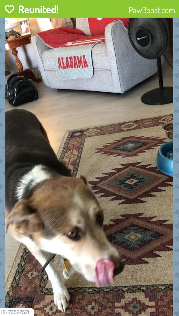 Reunited Female Dog last seen 39th ave & Sweetwater, Phoenix, AZ 85029