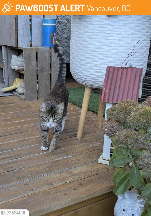 Found/Stray Unknown Cat last seen Balaclava park, Vancouver, BC 
