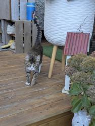 Found/Stray Unknown Cat last seen Balaclava park, Vancouver, BC 