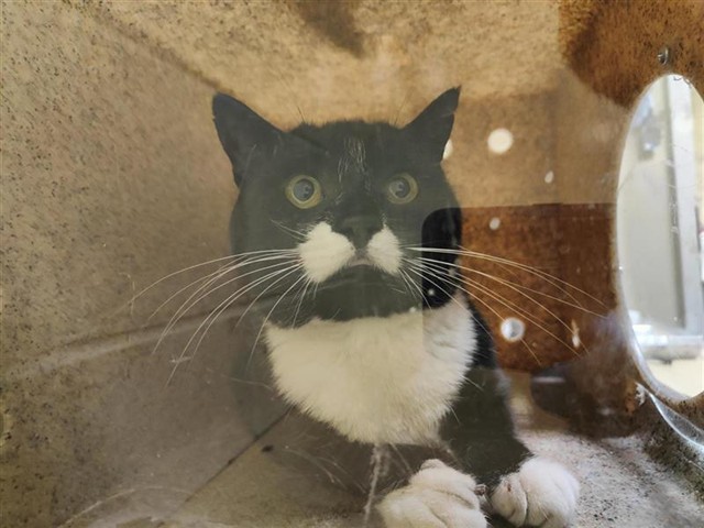 Shelter Stray Unknown Cat last seen FOLSOM BLVD & BAMBOO TREE, 2127 Front St, Sacramento, CA 95818, USA