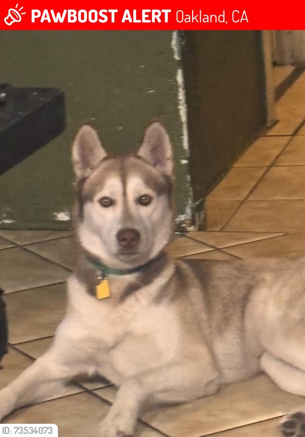 Lost Female Dog last seen 66th ave, Oakland, CA 94621
