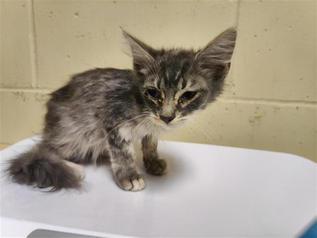 Shelter Stray Male Cat last seen MCBRIDE WAY & JANRICK AVE, 2127 Front St, Sacramento, CA 95818, USA