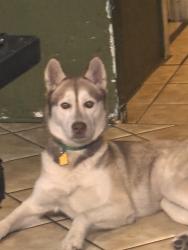 Lost Female Dog last seen 66th ave, Oakland, CA 94621